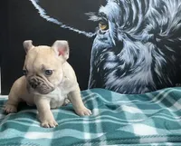 Chocolate Fawn Male, a male French Bulldog for sale in Horton, AL – 5 of 5