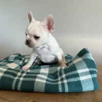 White Female, a female French Bulldog for sale in Horton, AL – 3 of 3