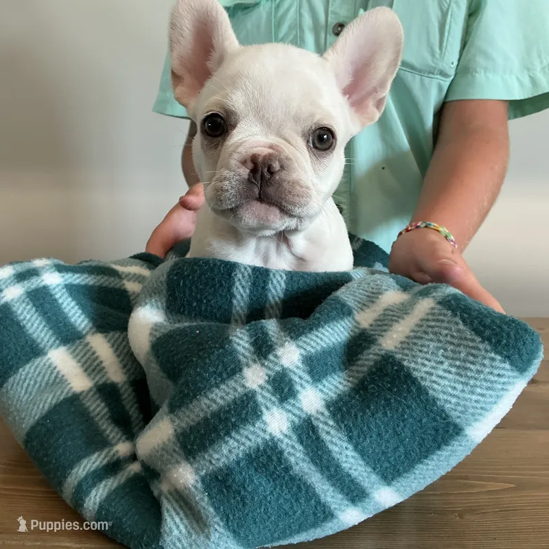 White Female – French Bulldog puppy for sale in Horton, AL