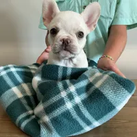 White Female, a female French Bulldog for sale in Horton, AL – 1 of 3