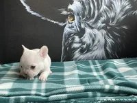 White Female, a female French Bulldog for sale in Horton, AL – 5 of 6