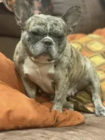 Chocolate Fawn Male, a male French Bulldog for sale in Horton, AL – 3 of 5