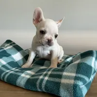 White Female, a female French Bulldog for sale in Horton, AL – 2 of 3