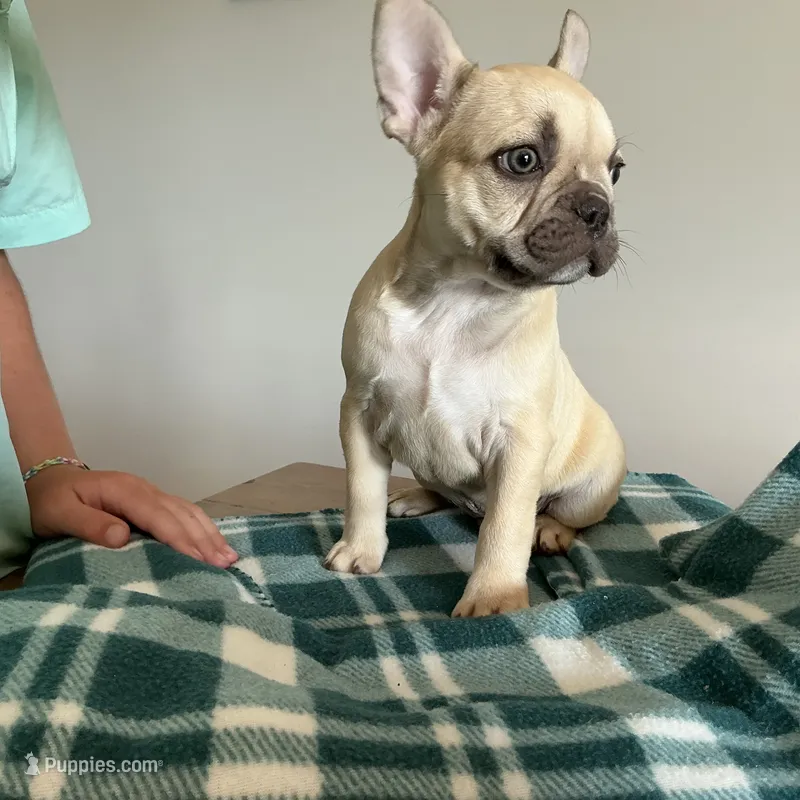 Chocolate Fawn Male – French Bulldog puppy for sale in Horton, AL