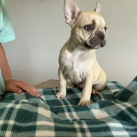 Chocolate Fawn Male, a male French Bulldog for sale in Horton, AL – 1 of 5