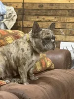 White Female, a female French Bulldog for sale in Horton, AL – 4 of 6