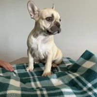Chocolate Fawn Male, a male French Bulldog for sale in Horton, AL – 3 of 5