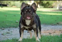 Chocolate Fawn Male, a male French Bulldog for sale in Horton, AL – 2 of 5
