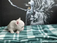 White Female, a female French Bulldog for sale in Horton, AL – 6 of 6