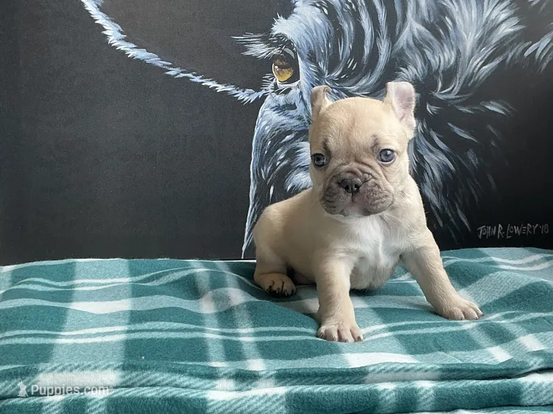 Chocolate Fawn Male – French Bulldog puppy for sale in Horton, AL