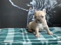 Chocolate Fawn Male, a male French Bulldog for sale in Horton, AL – 1 of 5