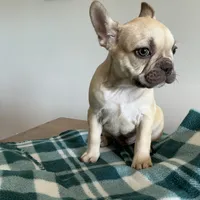 Chocolate Fawn Male, a male French Bulldog for sale in Horton, AL – 2 of 5
