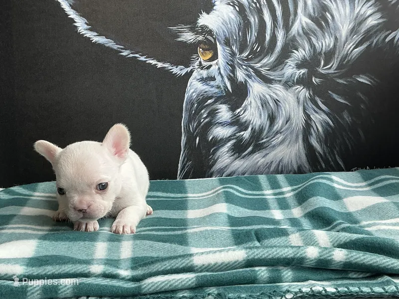 White Female – French Bulldog puppy for sale in Horton, AL