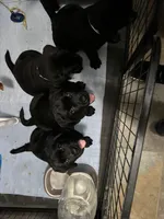 Eclipse, a female Labrador Retriever for sale in Battle Creek, MI – Photo 3 of 4