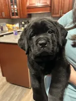 Eclipse, a female Labrador Retriever for sale in Battle Creek, MI – Photo 4 of 4