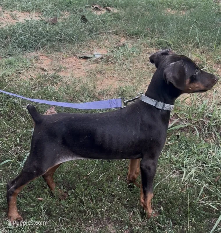 Katie – Doberman Pinscher puppy for sale in Salisbury, NC