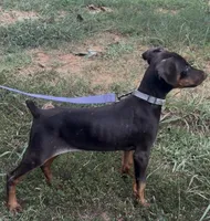 Katie, a female Doberman Pinscher for sale in Salisbury, NC – 1 of 1