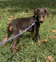 Shelby, a female Doberman Pinscher for sale in Salisbury, NC – 2 of 2