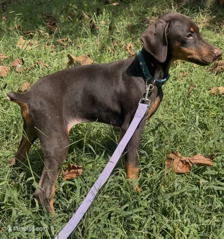 Shelby – Doberman Pinscher puppy for sale in Salisbury, NC