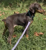 Shelby, a female Doberman Pinscher for sale in Salisbury, NC – 1 of 2