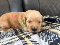 Millie , a female Golden Retriever and Goldador for sale in Tonopah, AZ – Photo 1 of 2