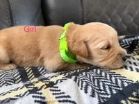 Millie , a female Golden Retriever and Goldador for sale in Tonopah, AZ – Photo 2 of 2