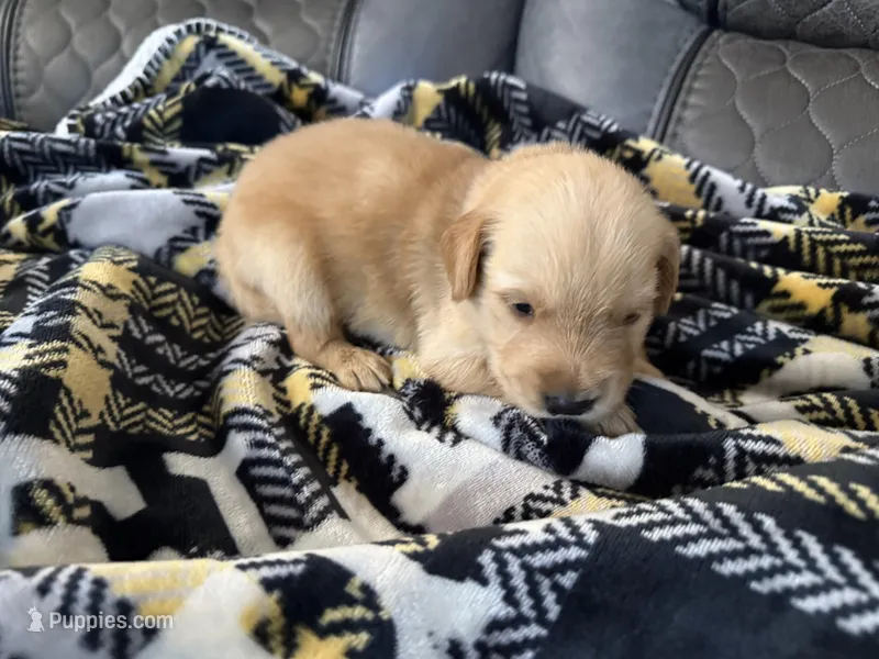 Shadow – Golden Retriever, Goldador puppy for sale in Tonopah, AZ