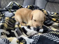 Shadow, a male Golden Retriever and Goldador for sale in Tonopah, AZ – Photo 1 of 3