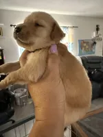 Shadow, a male Golden Retriever and Goldador for sale in Tonopah, AZ – Photo 3 of 3