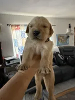 Shadow, a male Golden Retriever and Goldador for sale in Tonopah, AZ – Photo 2 of 3