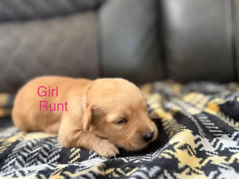 Bella , a female Golden Retriever and Goldador for sale in Tonopah, AZ – Photo 1 of 2