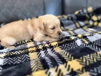 Bella , a female Golden Retriever and Goldador for sale in Tonopah, AZ – Photo 2 of 2