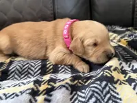 Molly, a female Golden Retriever and Goldador for sale in Tonopah, AZ – Photo 2 of 2