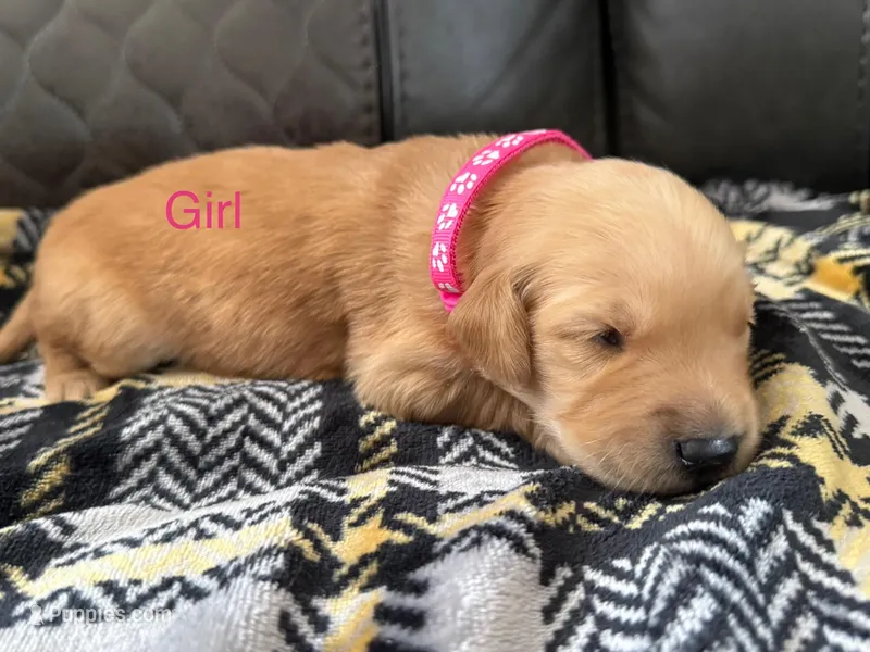 Molly – Golden Retriever, Goldador puppy for sale in Tonopah, AZ