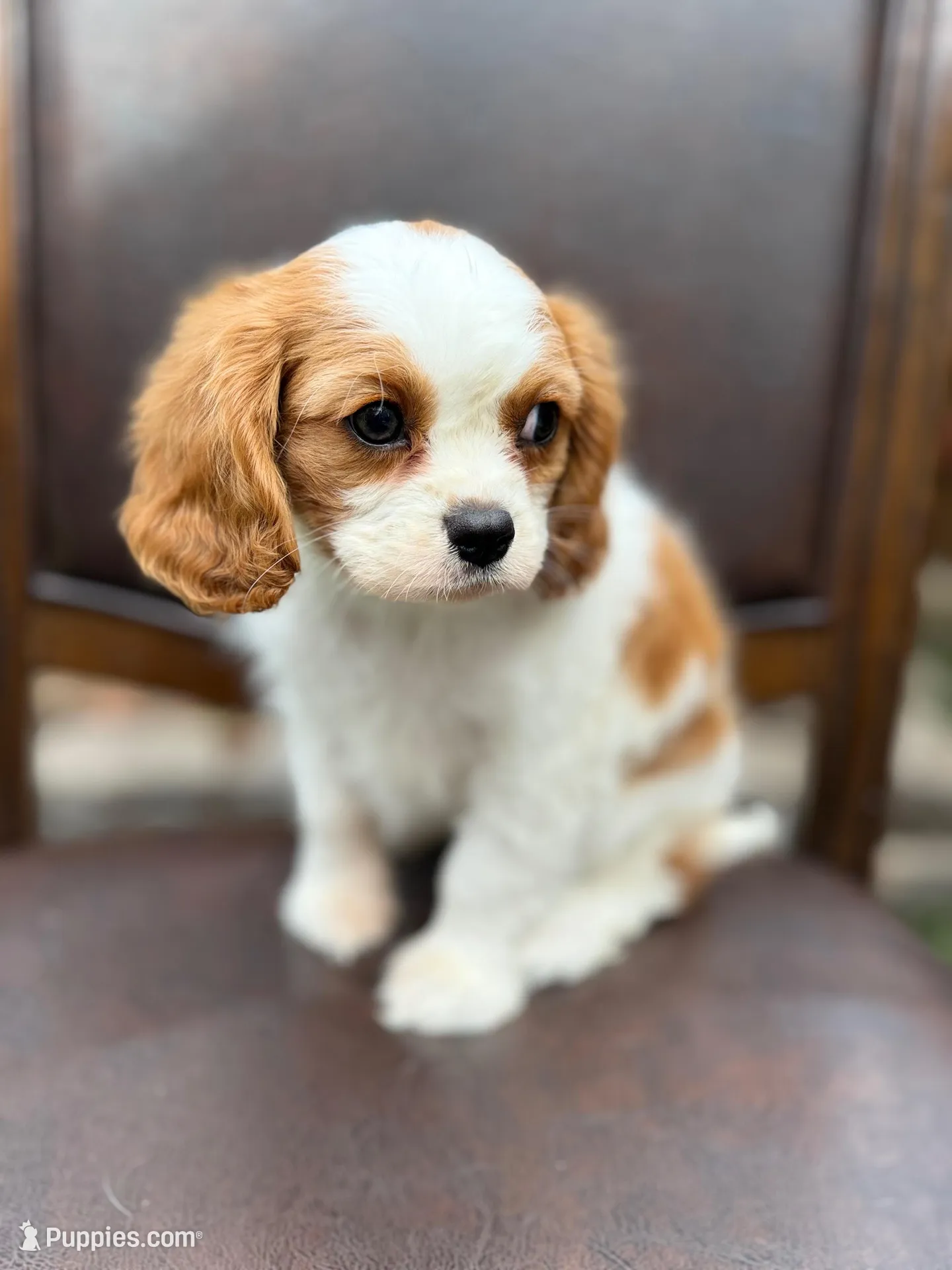 Luna – Cavalier King Charles Spaniel puppy for sale in Lincoln, CA