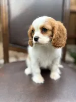 Luna, a female Cavalier King Charles Spaniel for sale in Lincoln, CA – Photo 2 of 3