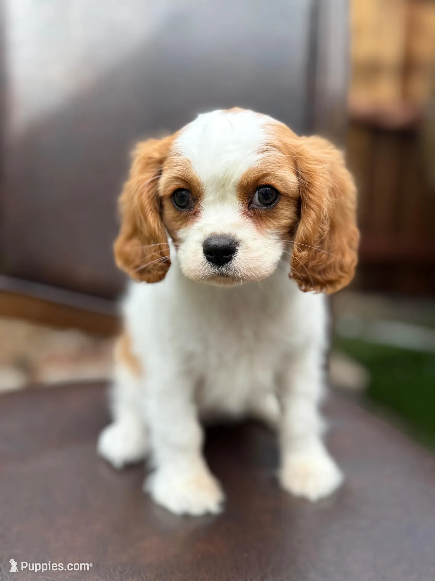 Luna, a female Cavalier King Charles Spaniel for sale in Lincoln, CA – Photo 3 of 3