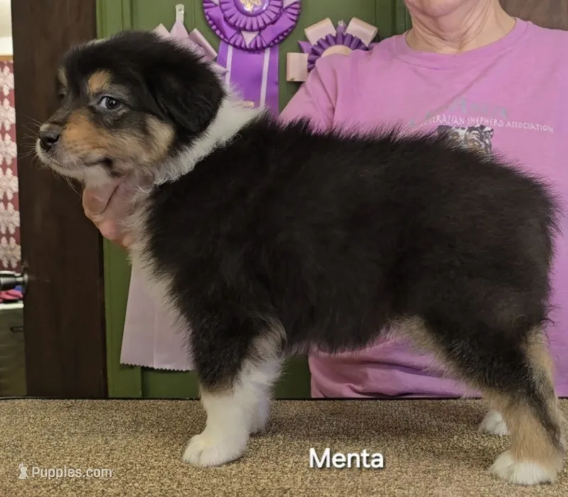 Menta – Australian Shepherd puppy for sale in Divide, CO