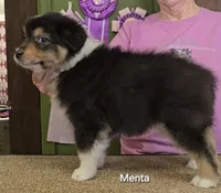 Menta, a female Australian Shepherd for sale in Divide, CO – 1 of 2