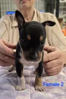 Female 2, a female Rat Terrier for sale in Divide, CO – 3 of 3