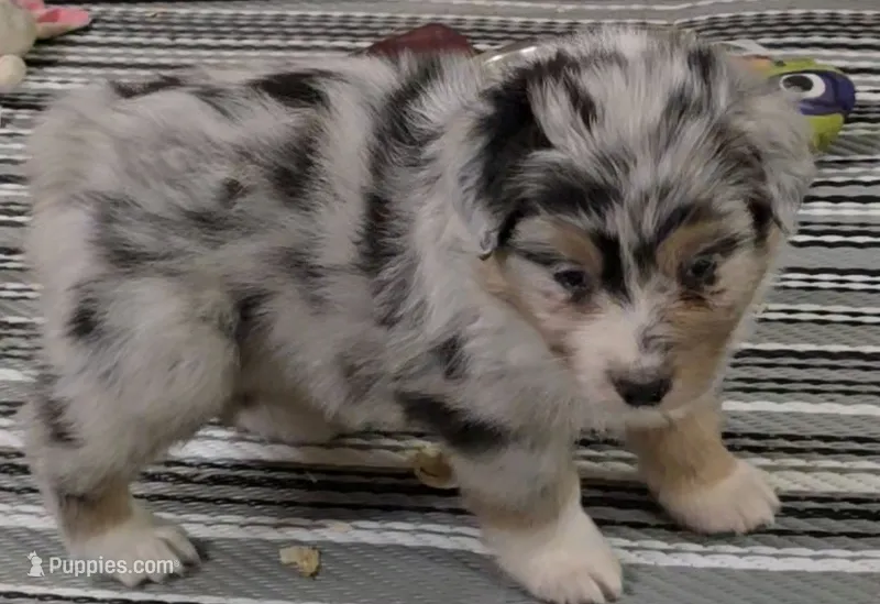 Austin – Australian Shepherd puppy for sale in Divide, CO