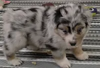 Austin, a male Australian Shepherd for sale in Divide, CO – 1 of 4
