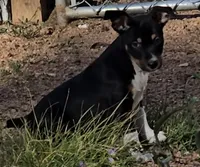 Female 1, a female Rat Terrier for sale in Divide, CO – 4 of 10