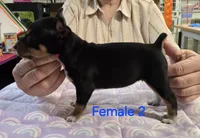Female 2, a female Rat Terrier for sale in Divide, CO – 2 of 3