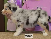 Wren, a female Australian Shepherd for sale in Divide, CO – 2 of 3