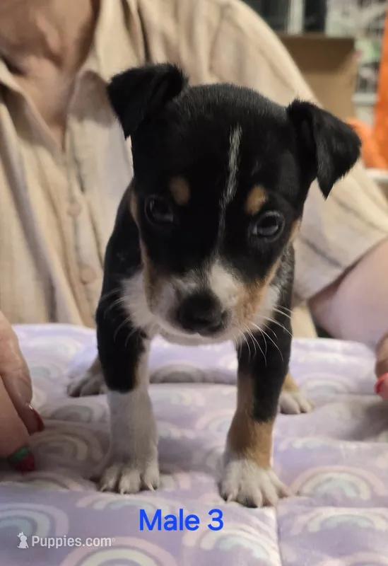 Male 3 – Rat Terrier puppy for sale in Divide, CO