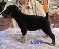 Male 2, a male Rat Terrier for sale in Divide, CO – 3 of 3