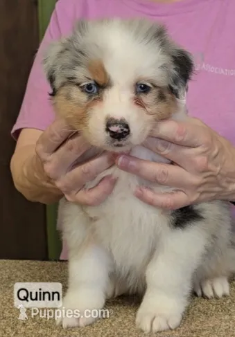 Quinn – Australian Shepherd puppy for sale in Divide, CO