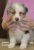 Quinn, a female Australian Shepherd for sale in Divide, CO – 1 of 3
