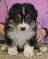 Briar, a female Australian Shepherd for sale in Divide, CO – 3 of 3